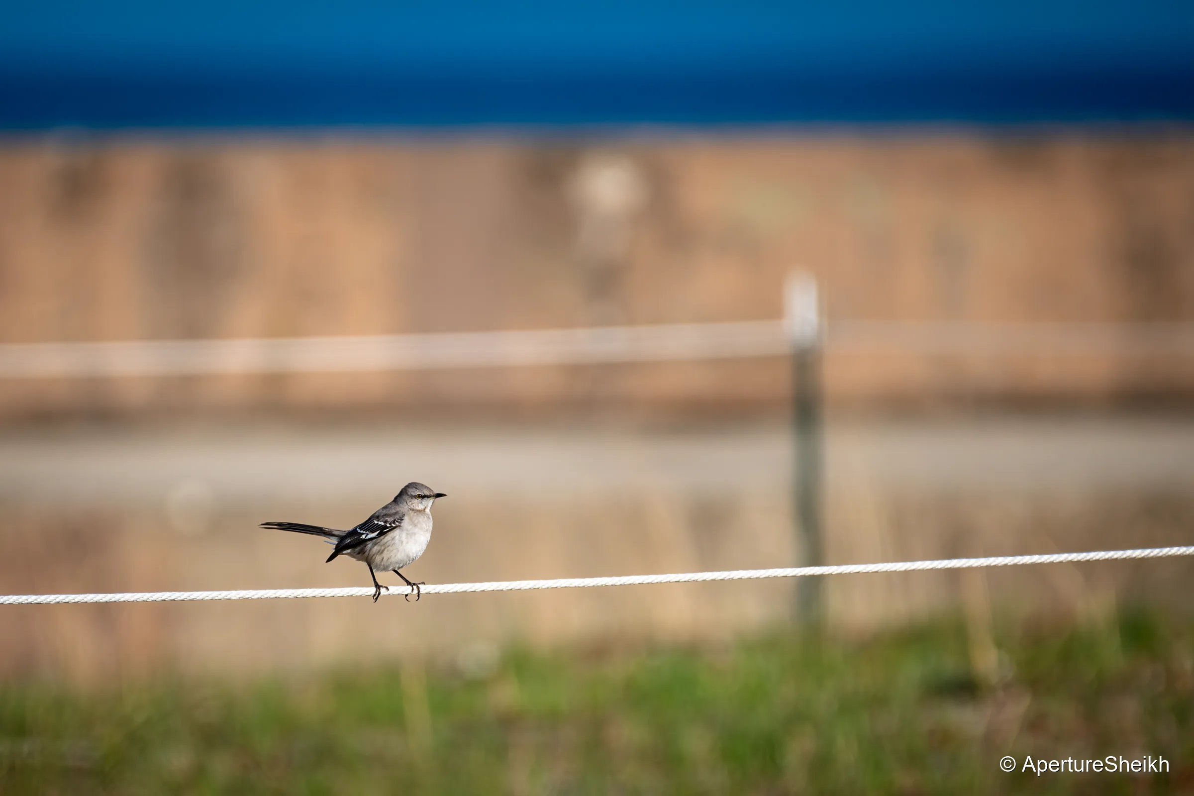 Northern Mockingbird, Montrose Point